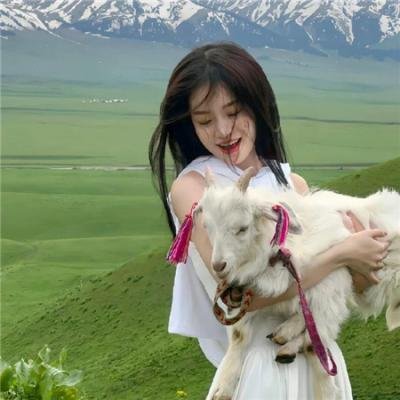 雪地黄金犬2